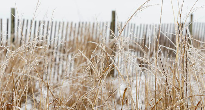 Freezing Rain on Marsh Grass