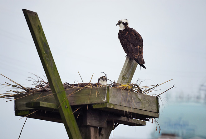 Osprey Nest