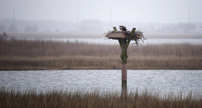 Ospreys