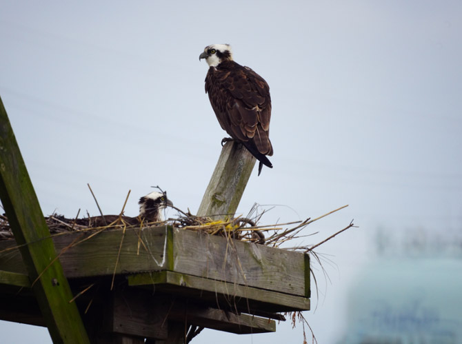 Osprey Up Close