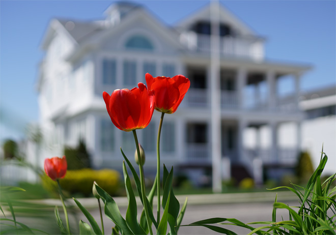 Tulips