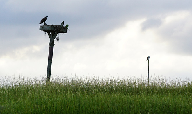 Osprey Nest