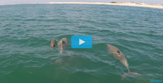 Dolphin Video - Nik Pattantyus