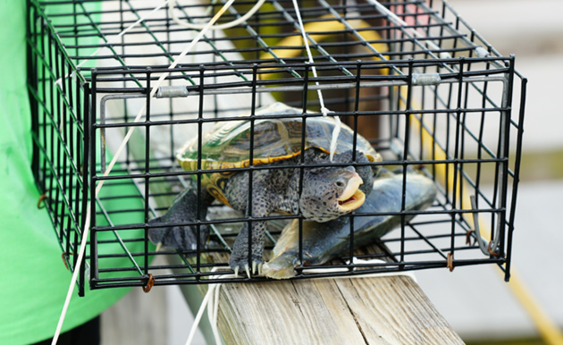 Turtle in a crab trap.