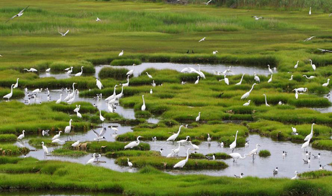 Wading Birds