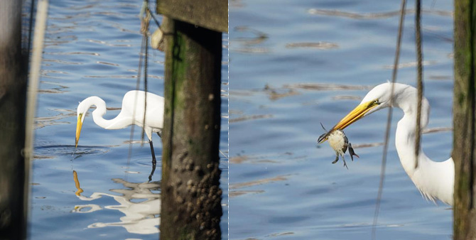 Egret enjoying a crab for dinner.